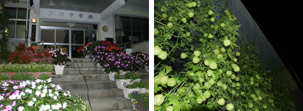 芦川小中学校のプランターの花とフウセンカズラのグリーンカーテン