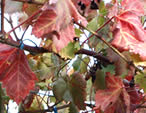 紅葉のブドウ棚