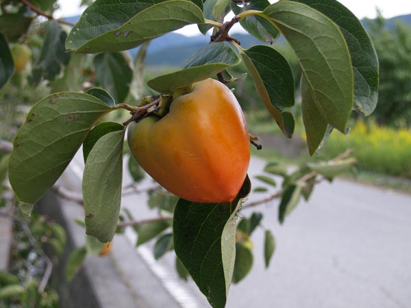 2009年10月9日の大王柿