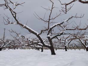 雪の積もった桃の樹