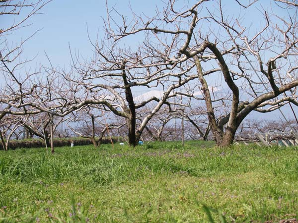 桃畑と南アルプス