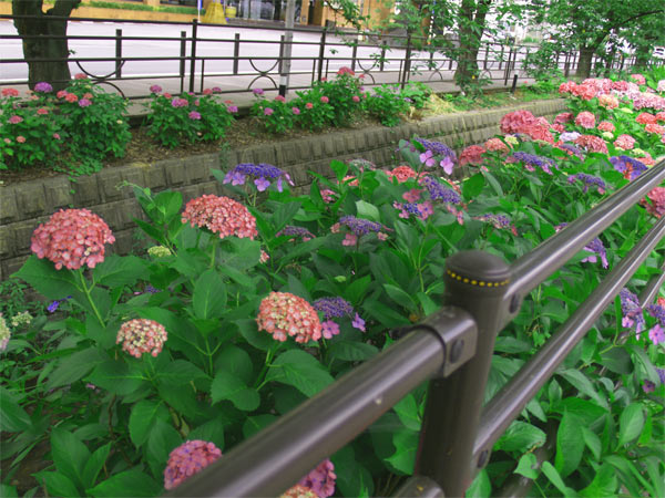 石和温泉通りの紫陽花