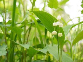 すずらん ふえふき旬感ネット