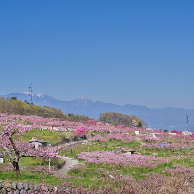 ふえふき旬感ネット - 山梨県笛吹市桃の開花情報